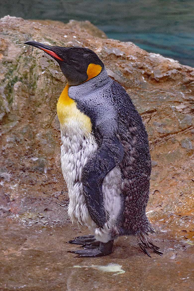 Königspinguin in der Mauser am 5. Oktober 2022 im Pinguin-Haus im Grünen Zoo Wuppertal
