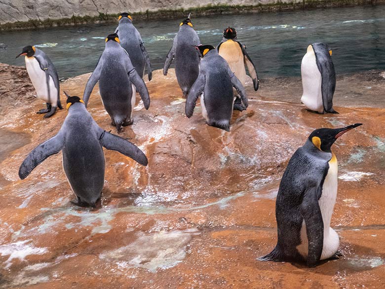 Brütender Königspinguin (rechts vorn) am 27. Januar 2023 im Pinguin-Haus im Grünen Zoo Wuppertal