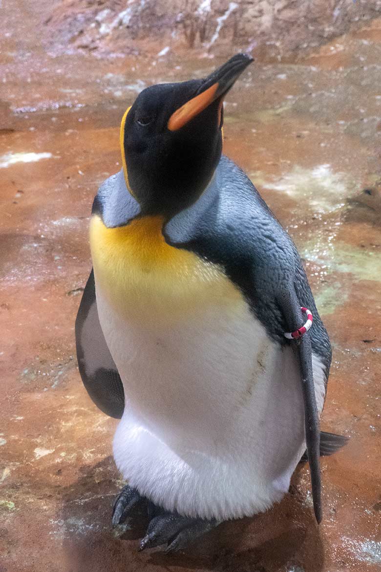 Brütender weiblicher Königspinguin SISSY am 10. Juli 2023 im Pinguin-Haus im Grünen Zoo Wuppertal