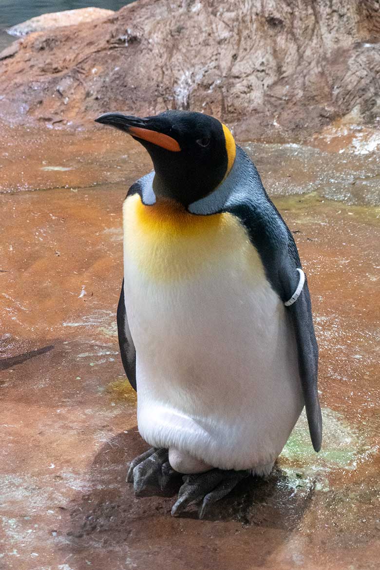 Brütender weiblicher Königspinguin ODENSE am 11. Juli 2023 im Pinguin-Haus im Zoologischen Garten Wuppertal