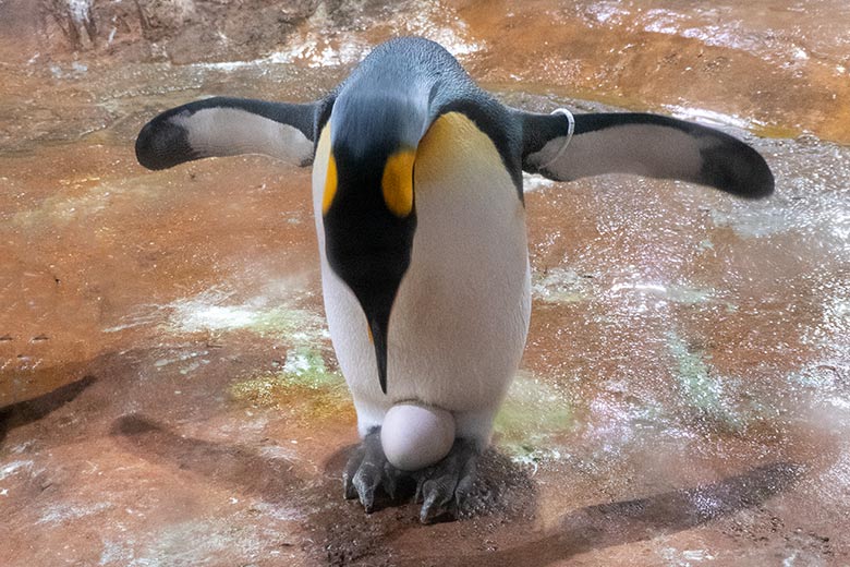 Brütender weiblicher Königspinguin ODENSE am 11. Juli 2023 im Pinguin-Haus im Zoo Wuppertal