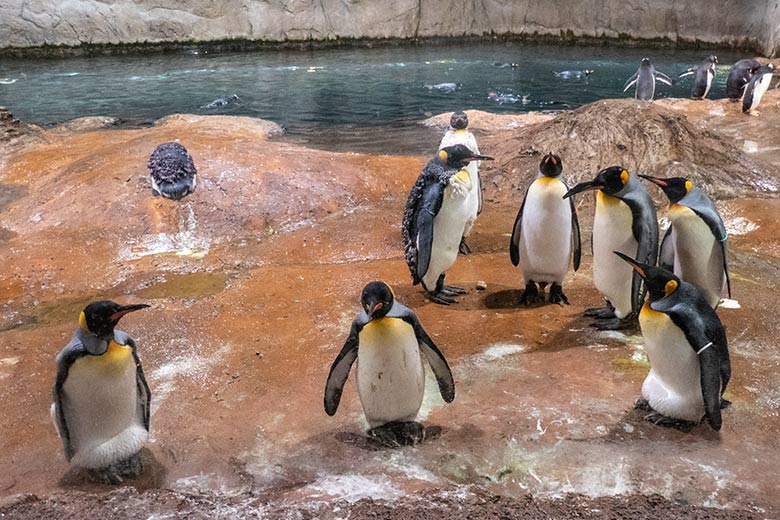 Brütende weibliche Königspinguine SISSY (vorn links) und ODENSE (vorn rechts) am 11. Juli 2023 im Pinguin-Haus im Grünen Zoo Wuppertal