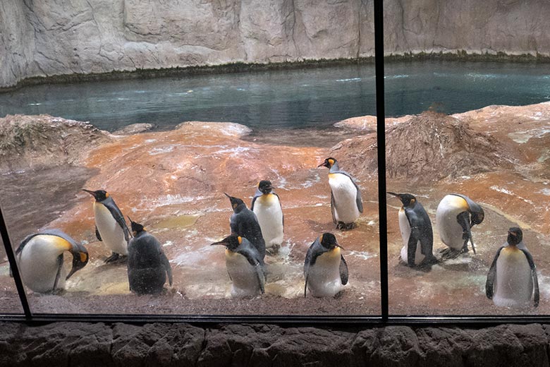 Brütende Königspinguine am 4. August 2023 im Pinguin-Haus im Grünen Zoo Wuppertal