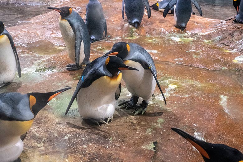 Brütende Königspinguine am 26. August 2023 im Pinguin-Haus im Grünen Zoo Wuppertal