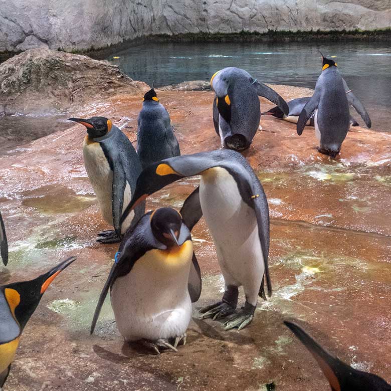 Brütende Königspinguine am 26. August 2023 im Pinguin-Haus im Zoologischen Garten der Stadt Wuppertal