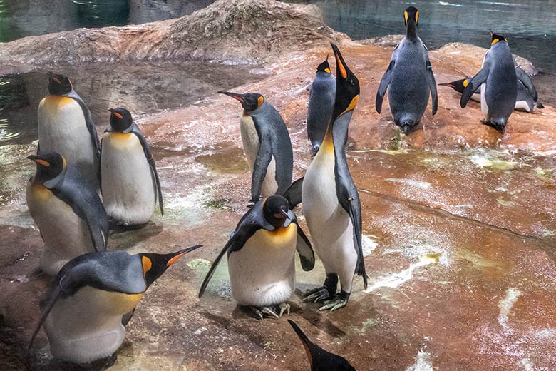 Brütende Königspinguine am 26. August 2023 im Pinguin-Haus im Zoo Wuppertal