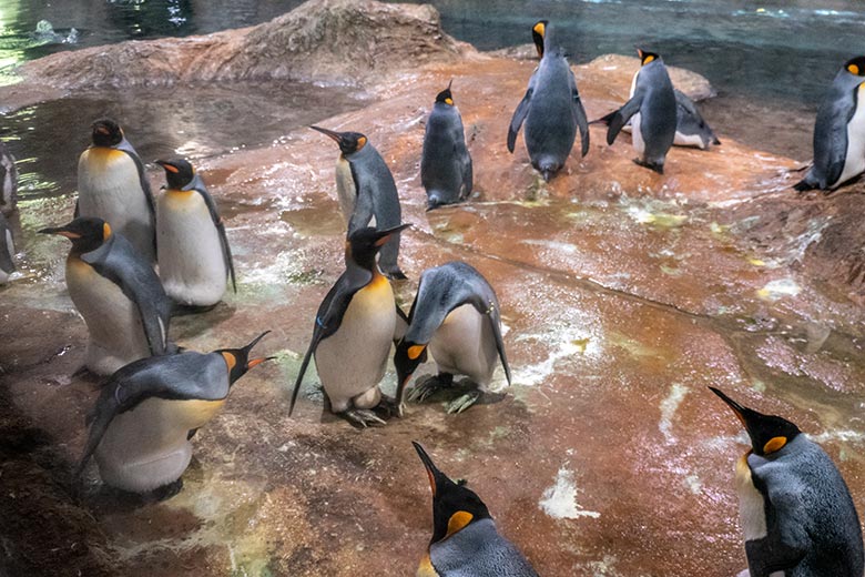 Brütende Königspinguine am 26. August 2023 im Pinguin-Haus im Wuppertaler Zoo