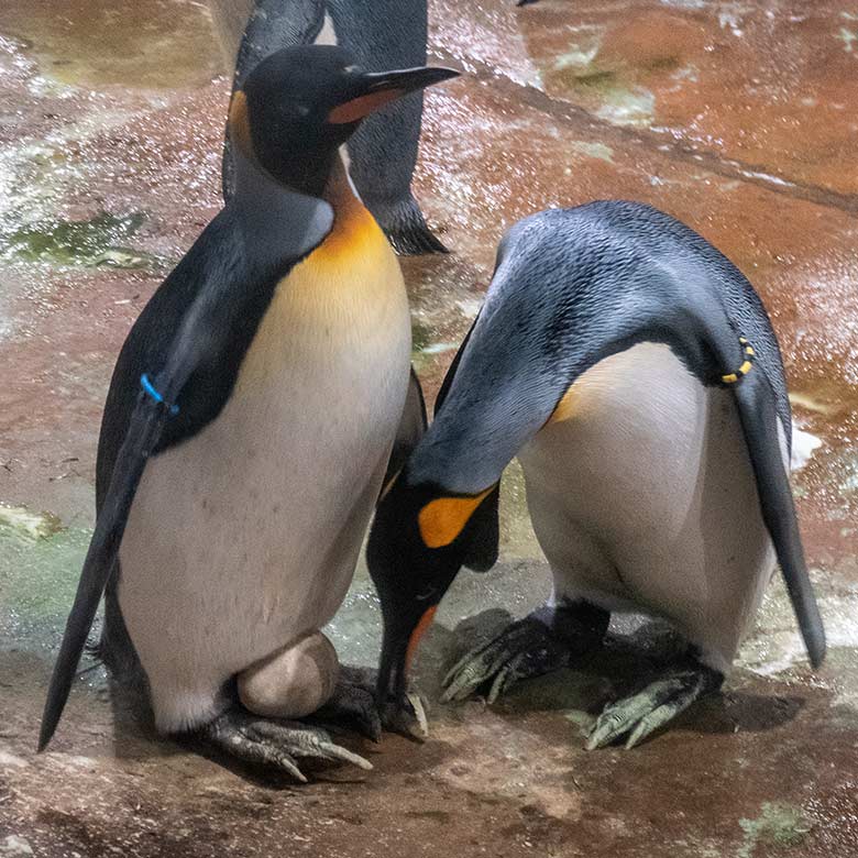 Brütende Königspinguine beim Beginn der Ei-Übergabe am 26. August 2023 im Pinguin-Haus im Grünen Zoo Wuppertal