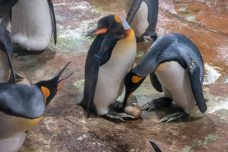 Brütende Königspinguine bei der Ei-Übergabe am 26. August 2023 im Pinguin-Haus im Zoologischen Garten Wuppertal