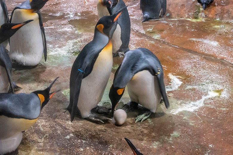 Brütende Königspinguine bei der Ei-Übergabe am 26. August 2023 im Pinguin-Haus im Zoo Wuppertal