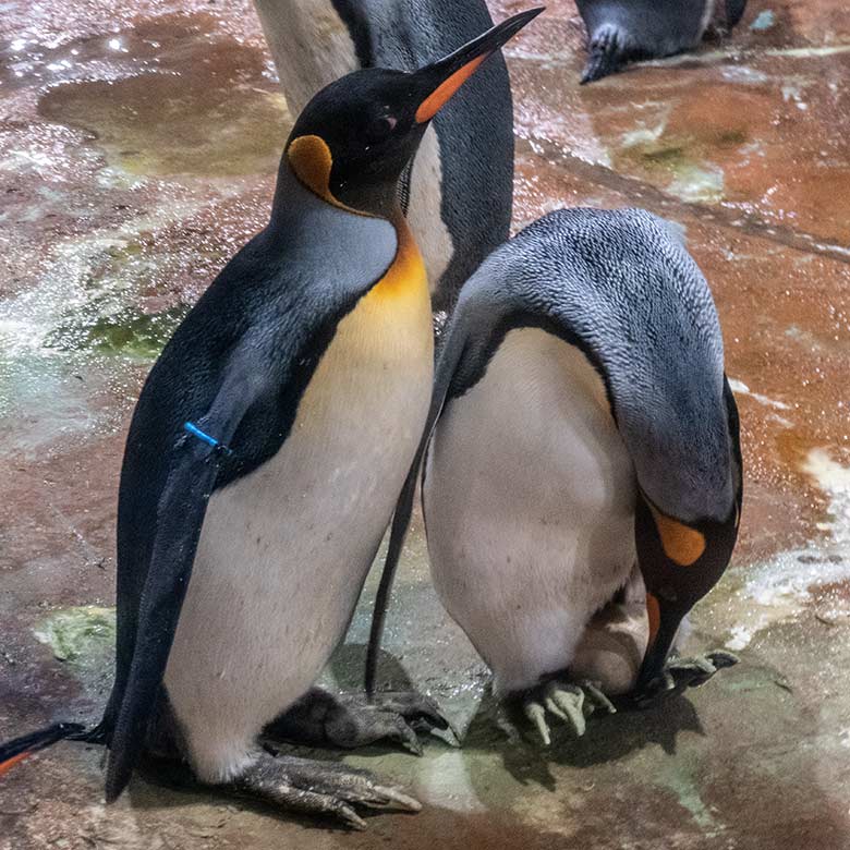 Brütende Königspinguine nach der Ei-Übergabe am 26. August 2023 im Pinguin-Haus im Wuppertaler Zoo