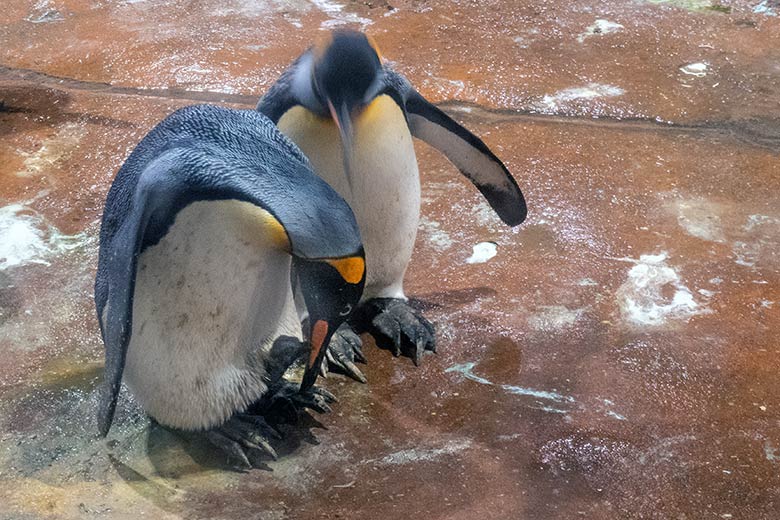 Weiblicher Königspinguin PINA mit Königspinguin-Küken und männlichem Königspinguin STEFAN am 12. September 2023 im Pinguin-Haus im Grünen Zoo Wuppertal