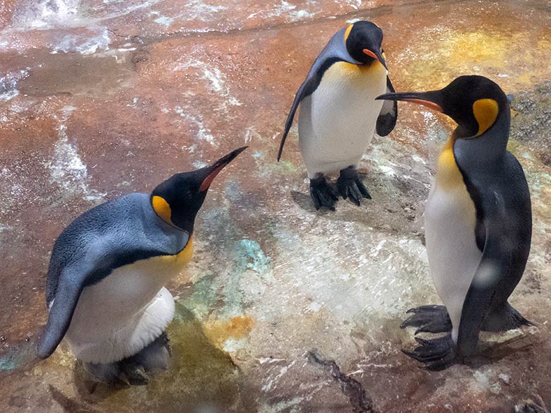 Weibliche Königspinguine SISSY und ODENSE und männlicher Königspinguin JANA (rechts) am 18. September 2023 im Pinguin-Haus im Grünen Zoo Wuppertal