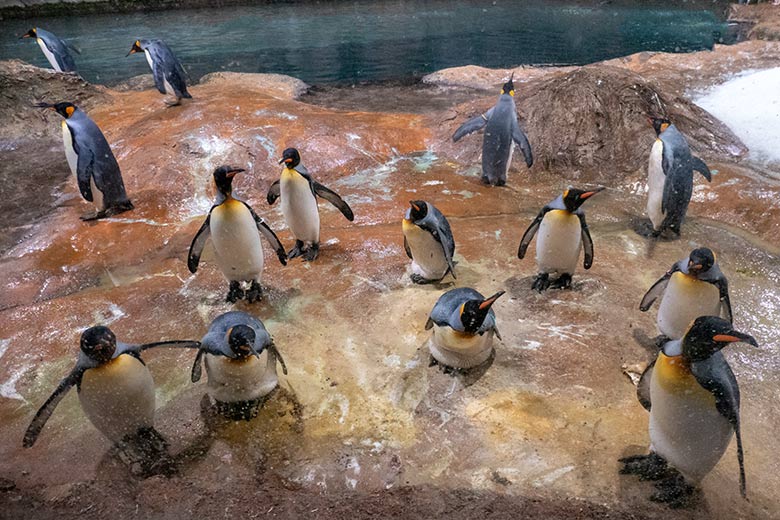 Vierzehn der sechszehn adulten Königspinguine am 25. September 2023 im Pinguin-Haus im Grünen Zoo Wuppertal
