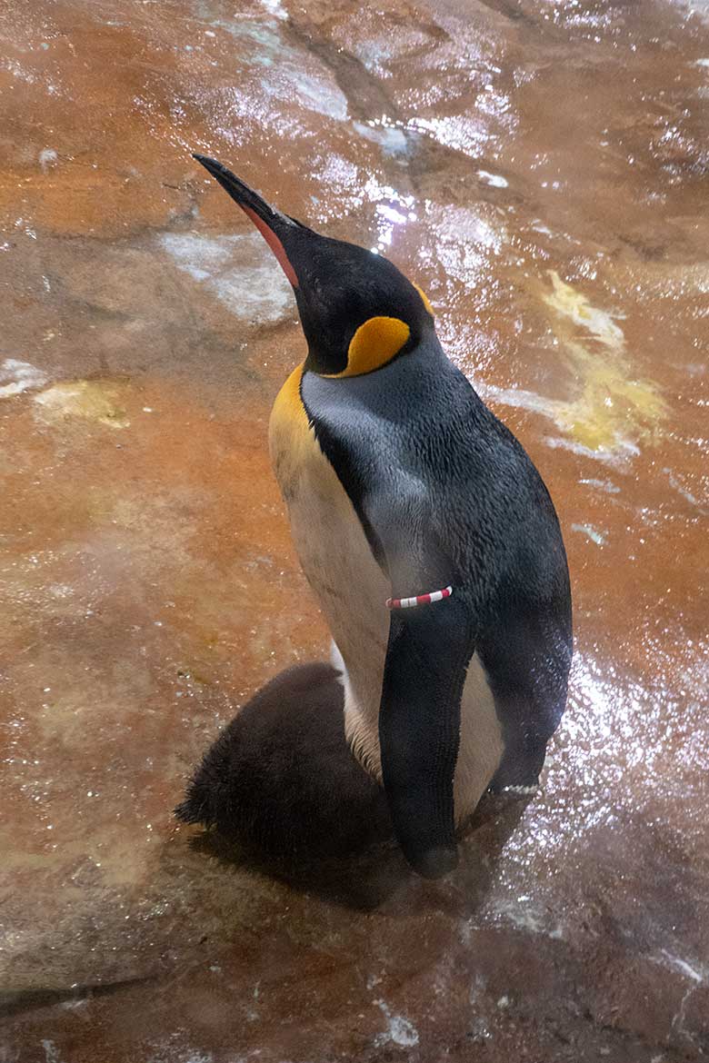 Weiblicher Königspinguin SISSY mit dem am 5. September 2023 erstgeschlüpften Königspinguin-Küken am 29. September 2023 im Pinguin-Haus im Grünen Zoo Wuppertal