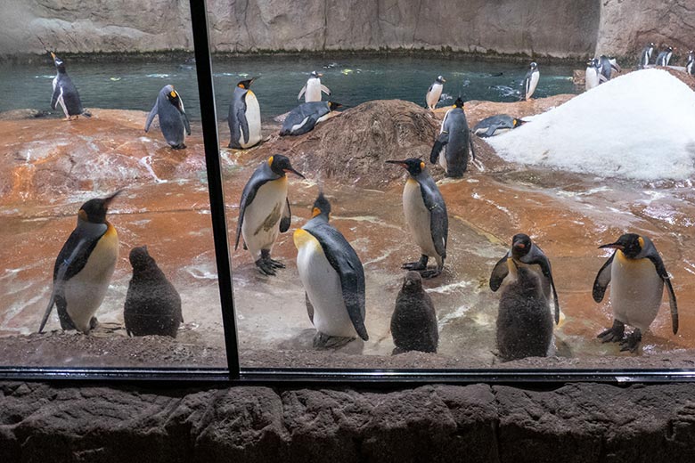 Königspinguine mit drei Küken am 20. Oktober 2023 im Pinguin-Haus im Wuppertaler Zoo