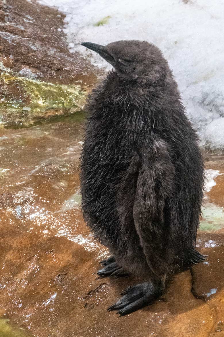 Am 12. September 2023 geschlüpftes Königspinguin-Küken am 31. Oktober 2023 im Pinguin-Haus im Grünen Zoo Wuppertal