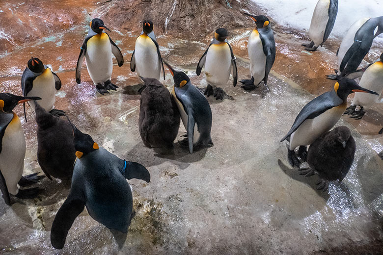Die drei am 12. sowie am 5. und 16. September 2023 geschlüpften Königspinguin-Jungtiere am 2. November 2023 im Pinguin-Haus im Zoologischen Garten Wuppertal