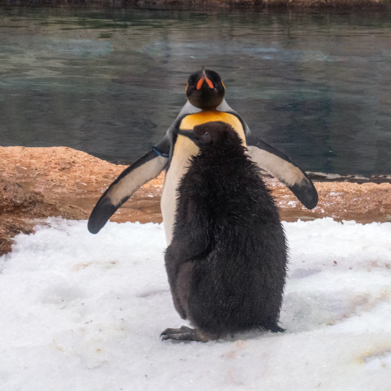 Das am 12. September 2023 geschlüpfte weibliche Königspinguin-Jungtier mit dem männlichen Königspinguin STEFAN am 11. November 2023 im Pinguin-Haus im Wuppertaler Zoo
