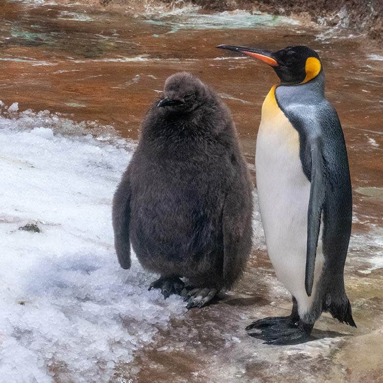 Das am 5. September 2023 geschlüpfte männliche Königspinguin-Jungtier mit dem männlichen Königspinguin JANA am 19. November 2023 im Pinguin-Haus im Grünen Zoo Wuppertal