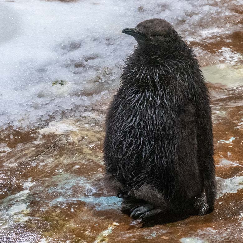 Das am 12. September 2023 geschlüpfte weibliche Königspinguin-Jungtier mit dem männlichen Königspinguin STEFAN am 11. November 2023 im Pinguin-Haus im Wuppertaler Zoo