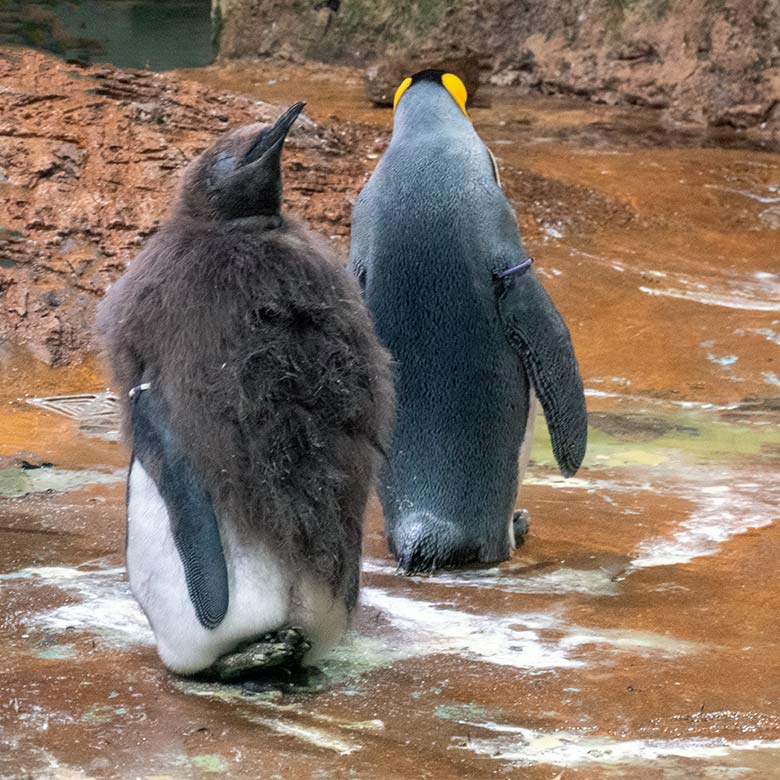 Männliches Königspinguin-Jungtier PÜTZ in der Mauser (Farb-Markierung rechts lila-weiß) und männlicher Königspinguin JANA  (Farb-Markierung rechts lila) am 25. April 2024 im Pinguin-Haus im Grünen Zoo Wuppertal