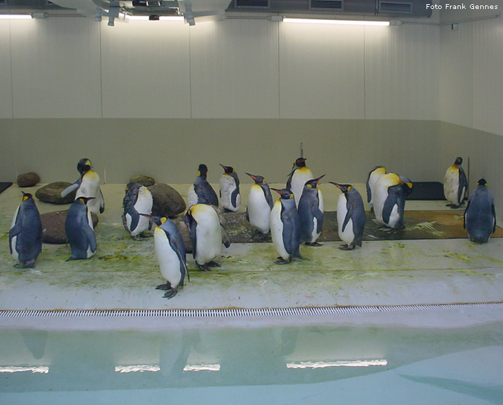 Königspinguine im Zoo Wuppertal im Mai 2008 (Foto Frank Gennes)