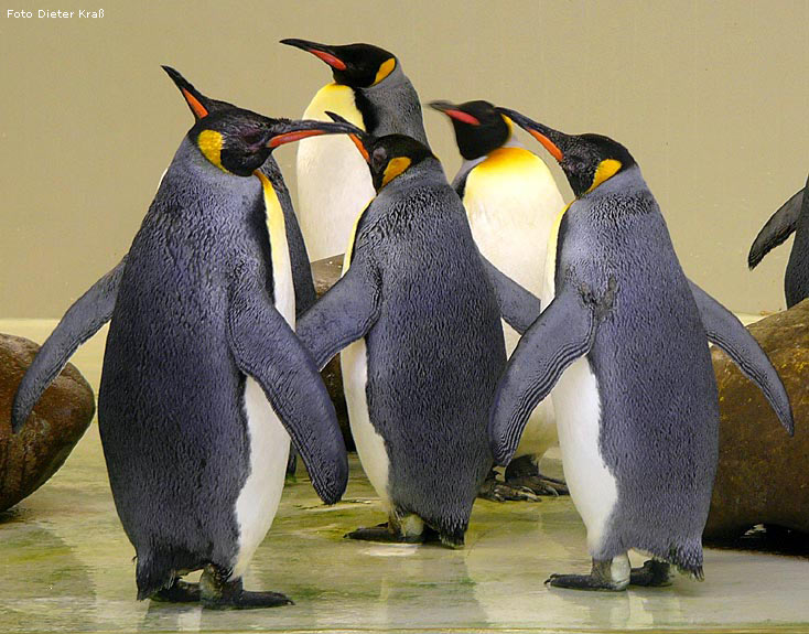 Königspinguine im Zoo Wuppertal im Februar 2008 (Foto Dieter Kraß)