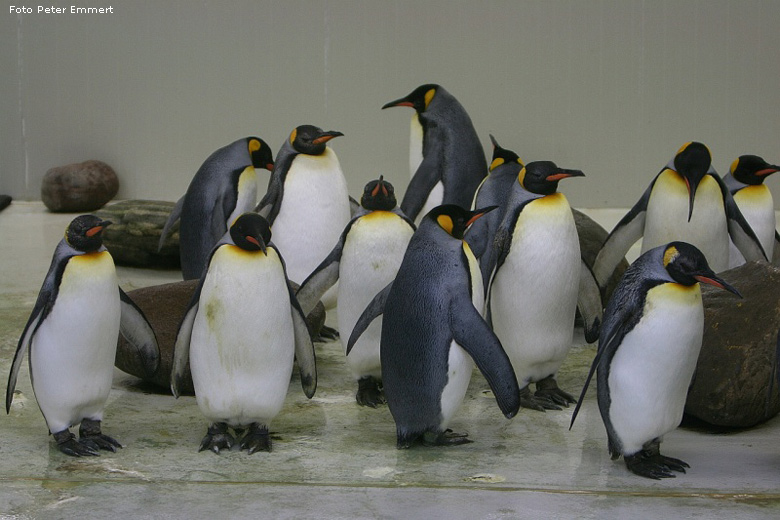 Königspinguine im Zoologischen Garten Wuppertal im Januar 2008 (Foto Peter Emmert)