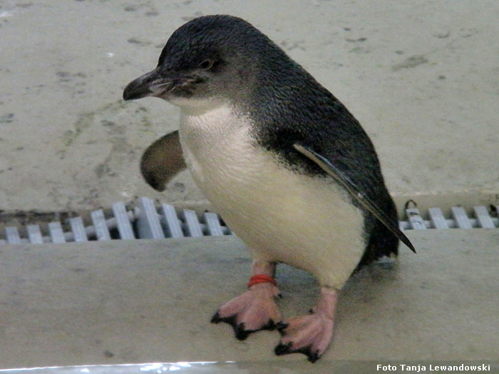 Zwergpinguin im Wuppertaler Zoo im Juli 2011 (Foto Tanja Lewandowski)