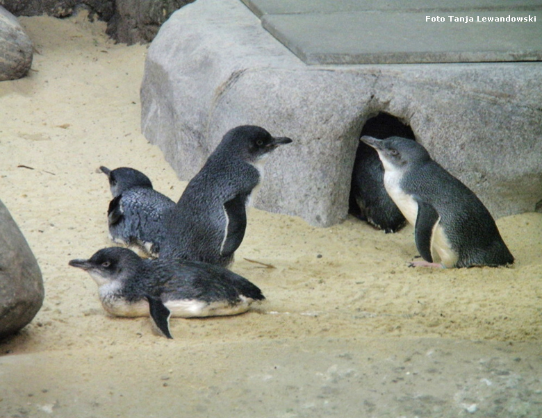 Zwergpinguine im Wuppertaler Zoo im Juli 2011 (Foto Tanja Lewandowski)