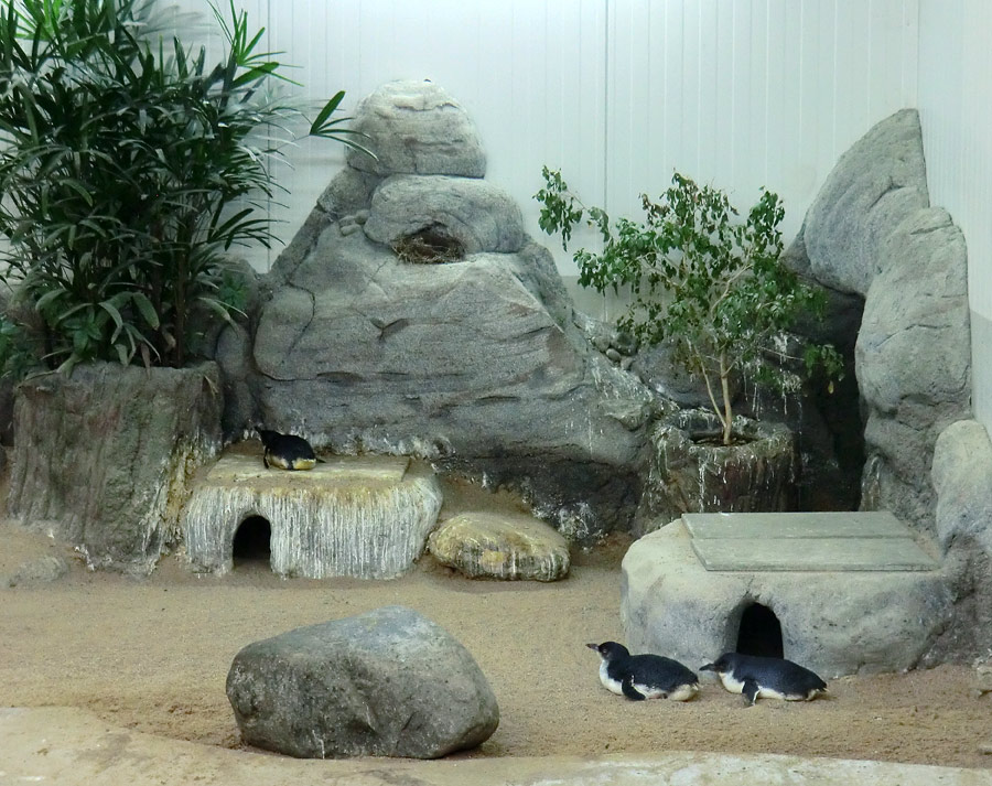 Drei Zwergpinguine im Zoologischen Garten Wuppertal am 23. Juli 2012