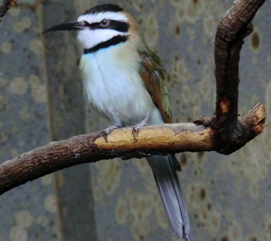 Weißkehlspint im Wuppertaler Zoo im November 2012