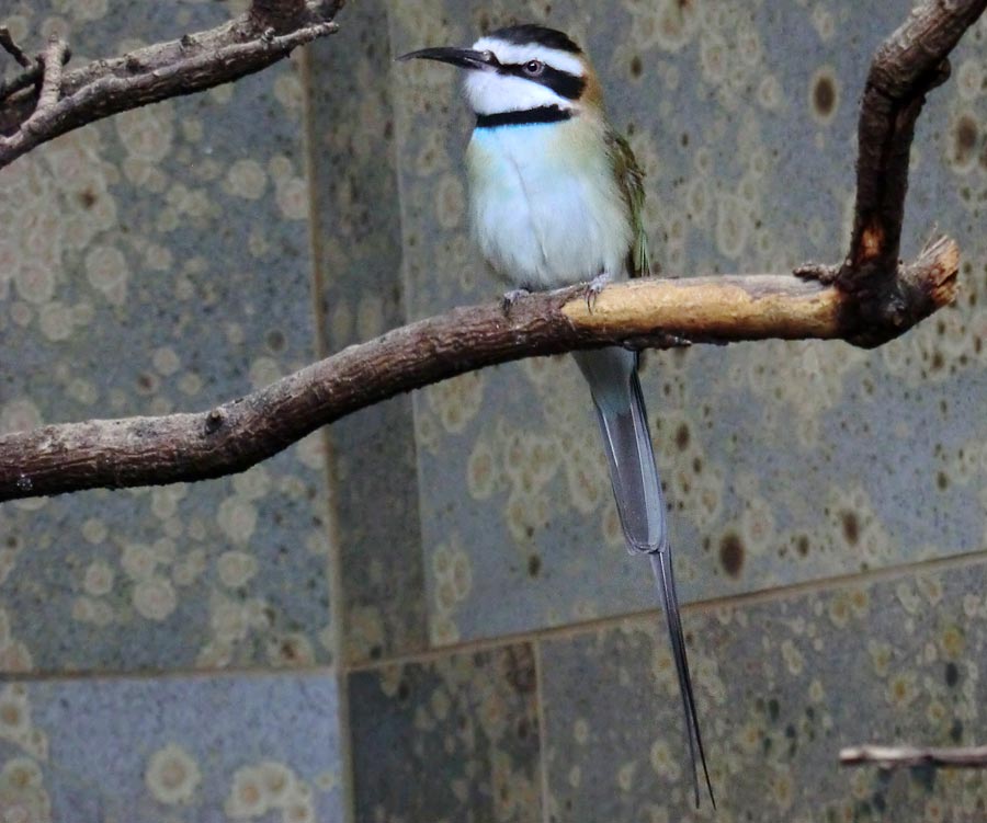 Weißkehlspint im Wuppertaler Zoo im November 2012