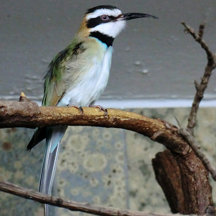 Weißkehlspint im Wuppertaler Zoo im Dezember 2012