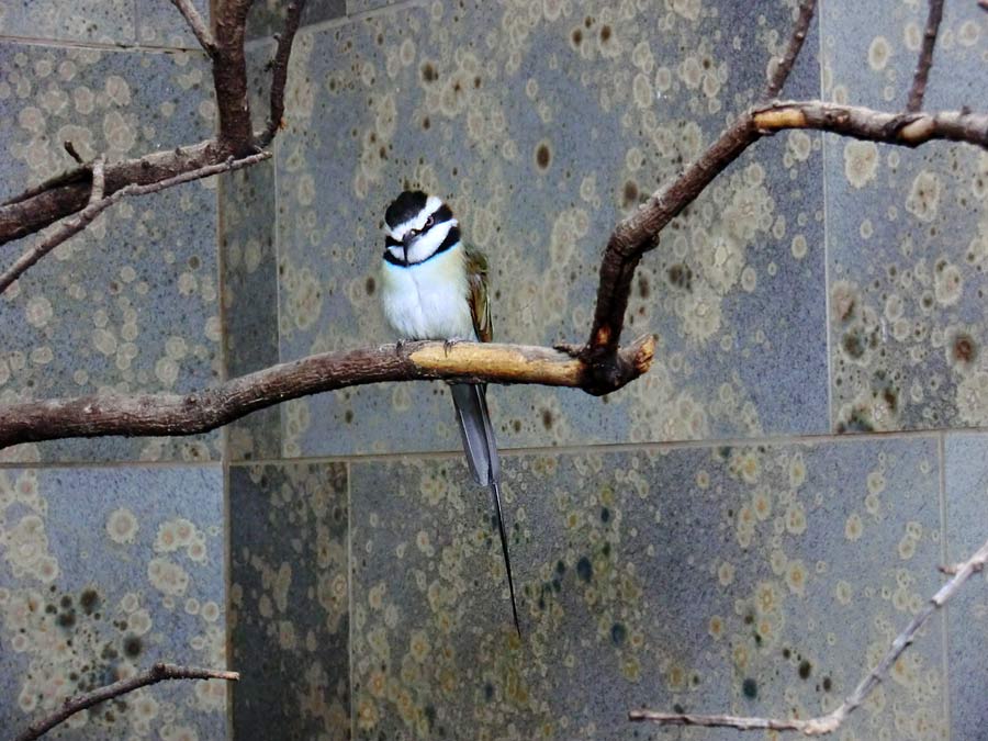 Weißkehlspint im Zoologischen Garten Wuppertal im Dezember 2012