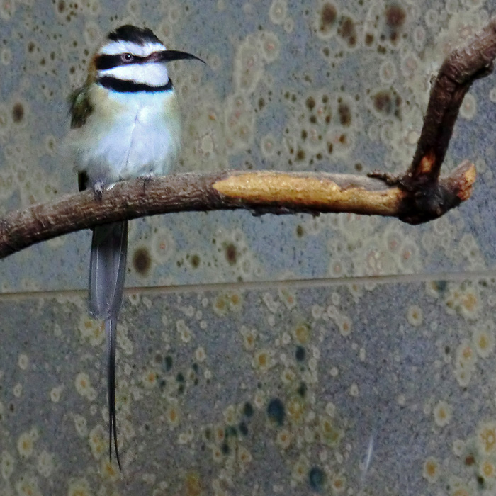 Weißkehlspint im Wuppertaler Zoo im Januar 2013