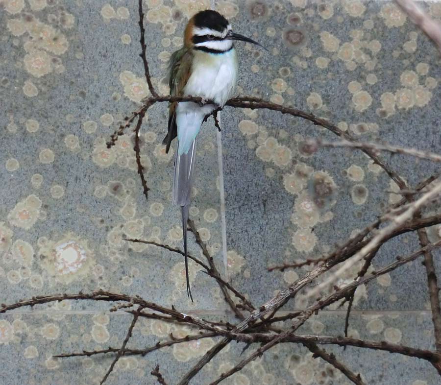 Weißkehlspint im Wuppertaler Zoo im Januar 2013