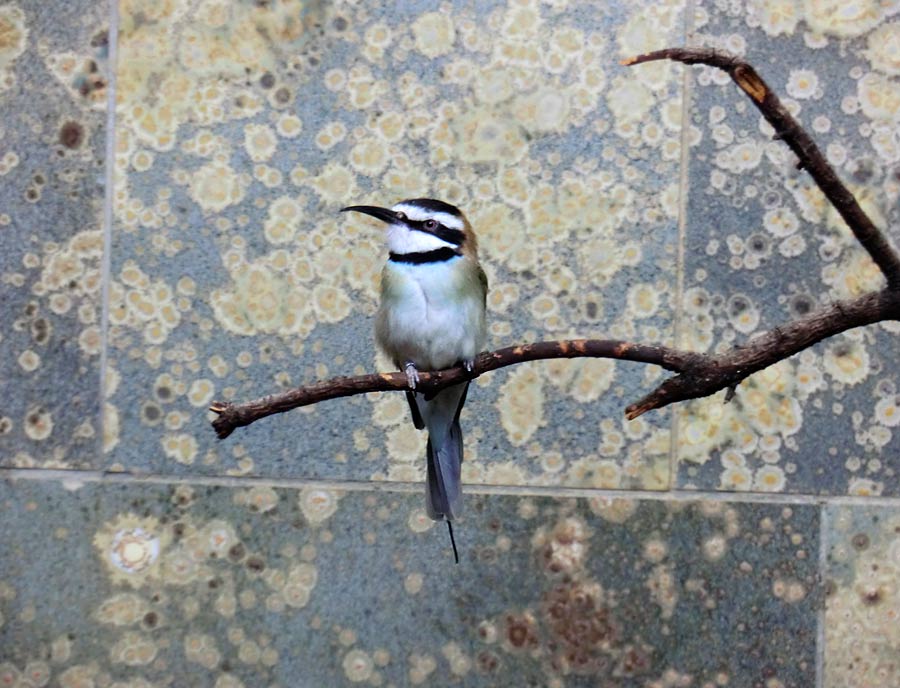 Weißkehlspint im Wuppertaler Zoo im März 2013