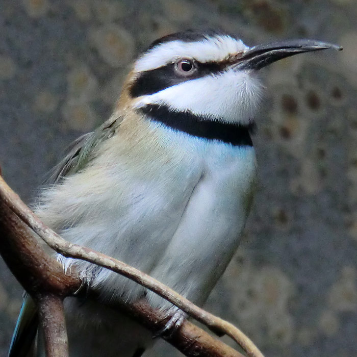 Weißkehlspint im Wuppertaler Zoo im Dezember 2013