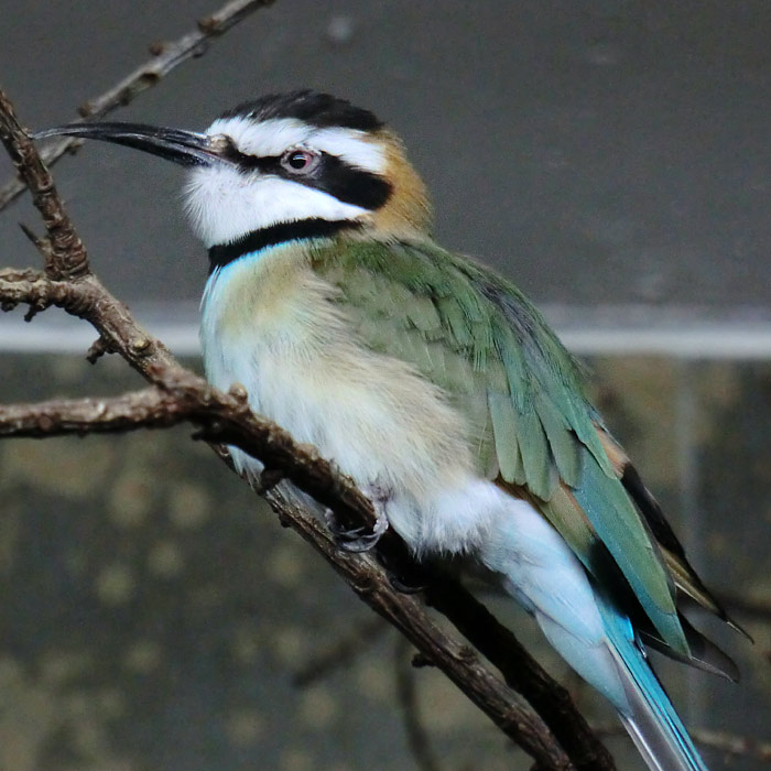 Weißkehlspint im Wuppertaler Zoo im Februar 2014