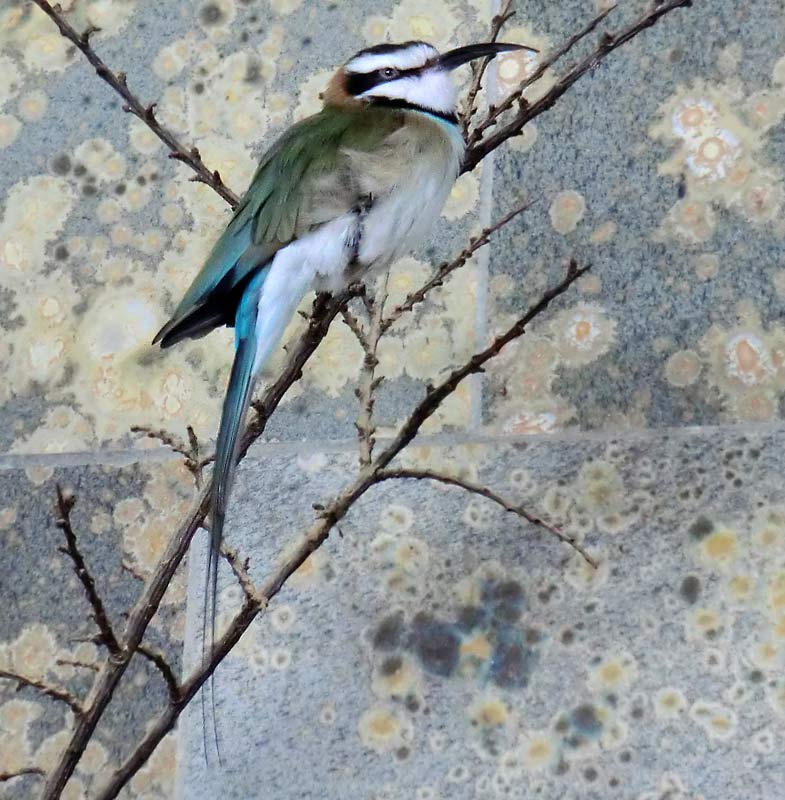 Weißkehlspint im Zoologischen Garten Wuppertal im Mai 2014