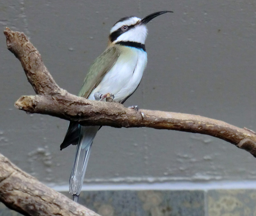 Weißkehlspint im Zoo Wuppertal im Mai 2014