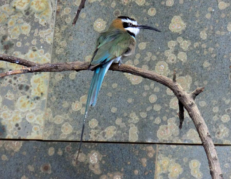 Weißkehlspint im Zoo Wuppertal im August 2014