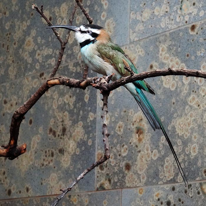 Weißkehlspint im Wuppertaler Zoo im Januar 2015