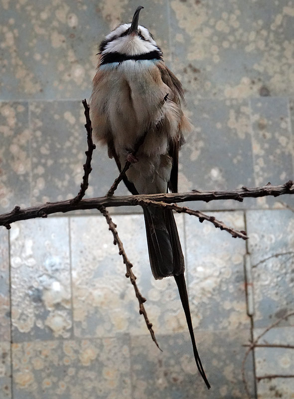 Weißkehlspint im Zoologischen Garten Wuppertal im Januar 2015