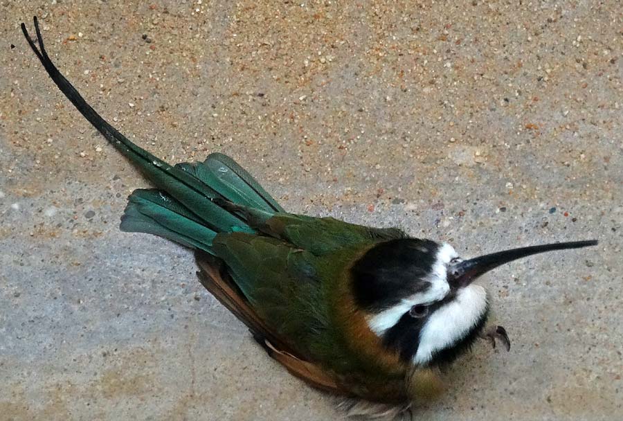 Weißkehlspint im Wuppertaler Zoo im Januar 2015