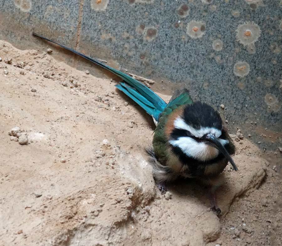 Weißkehlspint im Zoo Wuppertal im Januar 2015