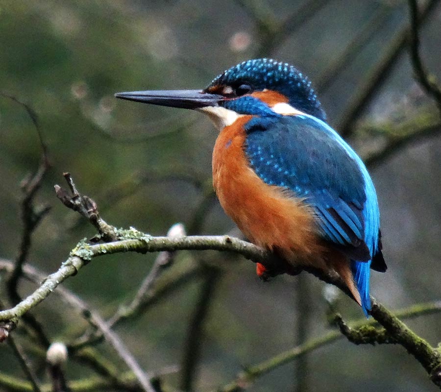 Eisvogel im Zoo Wuppertal im April 2015