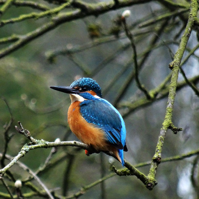 Eisvogel im Wuppertaler Zoo im April 2015